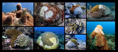 Stony coral tissue loss disease: a review of emergence, impacts, etiology, diagnostics, and intervention